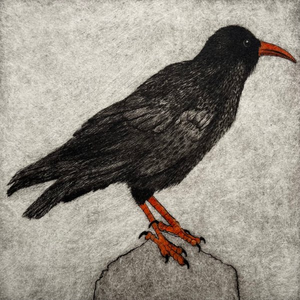 Cornish Chough 