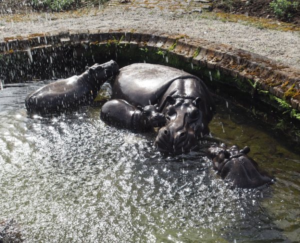 Hippo Wallow - Cheeky, Tembia, Peaches and Bob