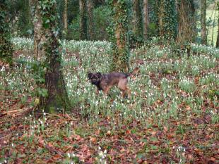 NGS Snowdrops at Delamore