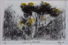 Spring Gorse